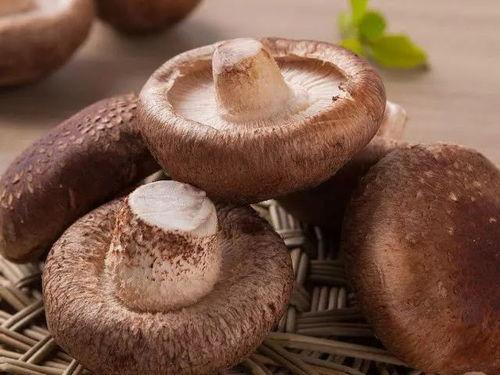 17cg吃瓜官网黑料蘑菇视频,蘑菇视频背后的惊人黑料